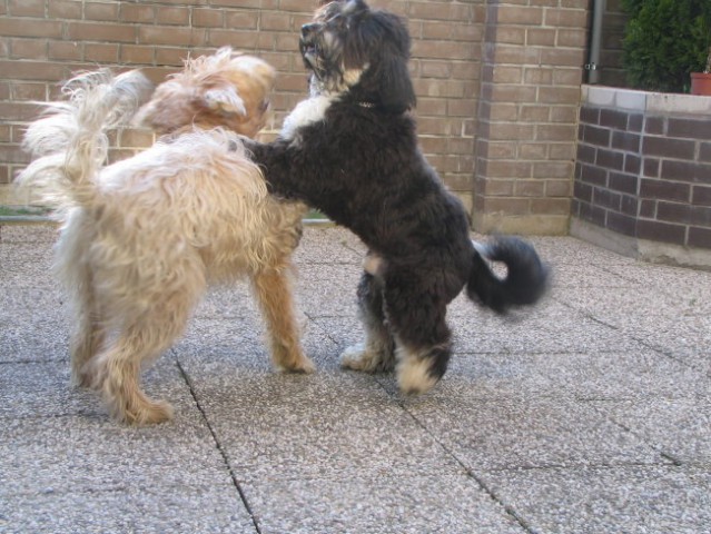 Bela & Tibo (14. april 2006) - foto