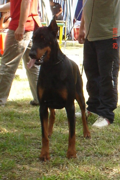 Dobermani - foto