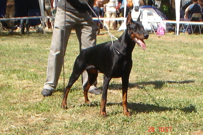 Dobermani - foto povečava