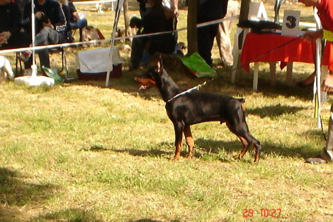 Dobermani - foto povečava