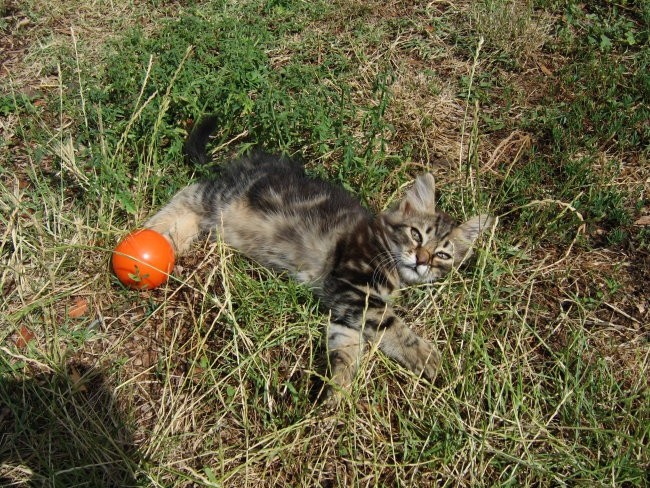 Muci - foto povečava