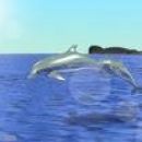 Delfin za delfinom kot rahel vetrič se zabavata in poskakujeta nad vodo
