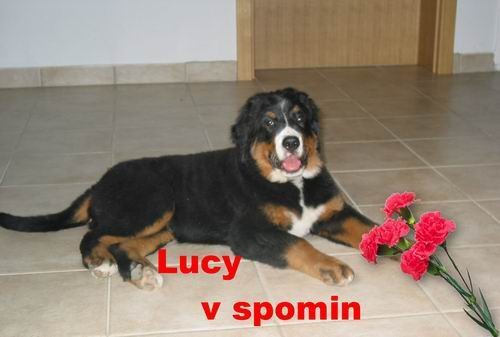 Lucy-v spomin - foto