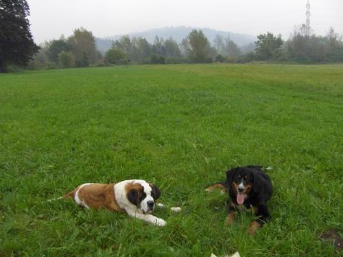 Rina,Timi in Bry na travniku - foto povečava