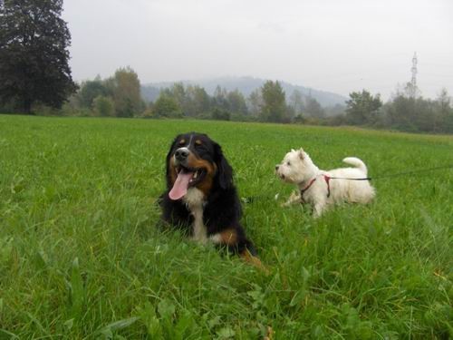 Rina,Timi in Bry na travniku - foto povečava