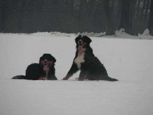 Atos in Astor na obisku pri Rini,1.12.2005(me - foto povečava