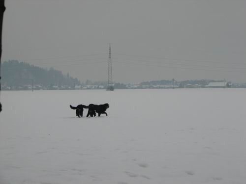 Atos in Astor na obisku pri Rini,1.12.2005(me - foto povečava