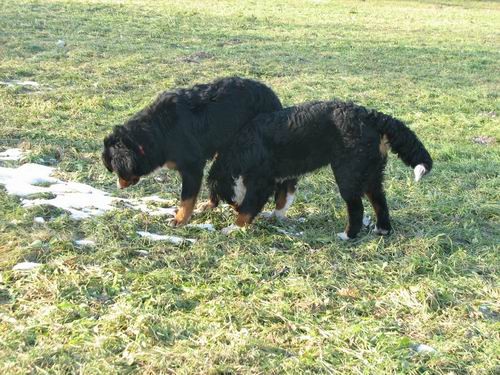 Zajčja dobrava,10.12..2005 - foto povečava