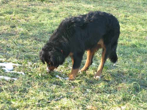 Zajčja dobrava,10.12..2005 - foto povečava