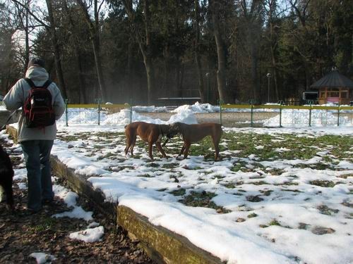 Zajčja dobrava,10.12..2005 - foto povečava