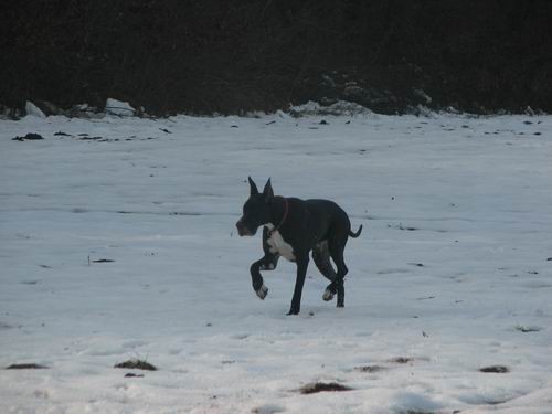 Zajčja dobrava,10.12..2005 - foto povečava