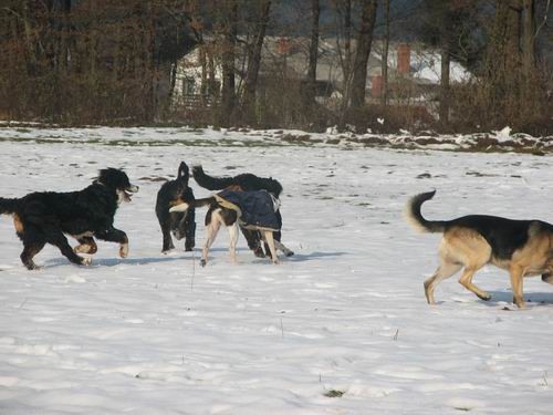 Zajčja dobrava,10.12..2005 - foto povečava