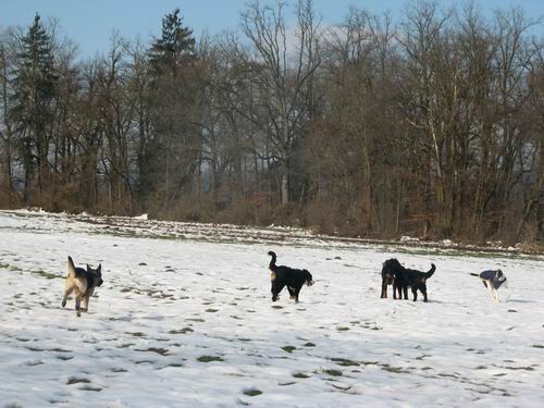 Zajčja dobrava,10.12..2005 - foto povečava