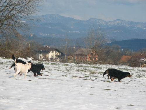 Zajčja dobrava,10.12..2005 - foto povečava