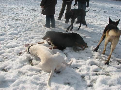 Zajčja dobrava,10.12..2005 - foto povečava