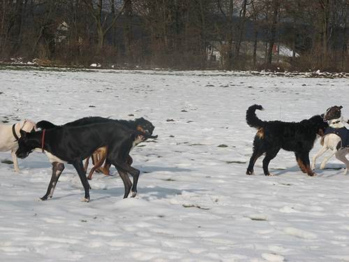 Zajčja dobrava,10.12..2005 - foto povečava