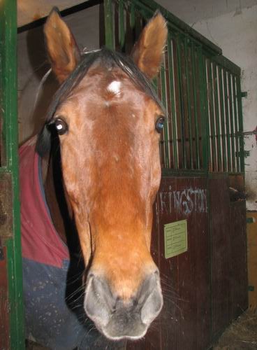 Obisk pri konjih in čivavi Oliju,8.12.2005 - foto povečava