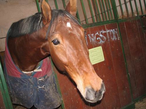 Obisk pri konjih in čivavi Oliju,8.12.2005 - foto