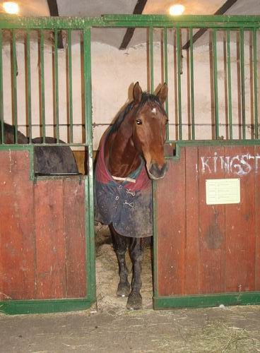 Obisk pri konjih in čivavi Oliju,8.12.2005 - foto povečava