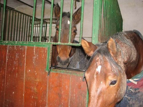 Obisk pri konjih in čivavi Oliju,8.12.2005 - foto