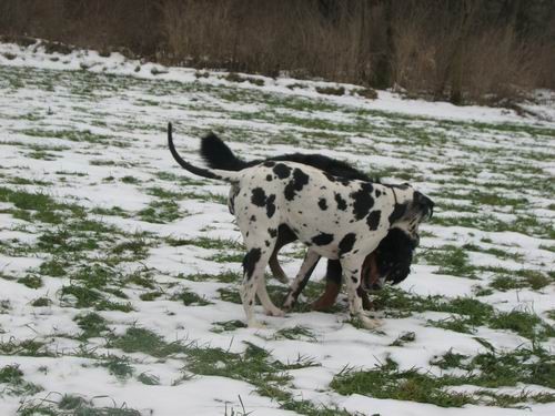 Goga,Goya in Indi na obisku pri Rini in Rondo - foto povečava