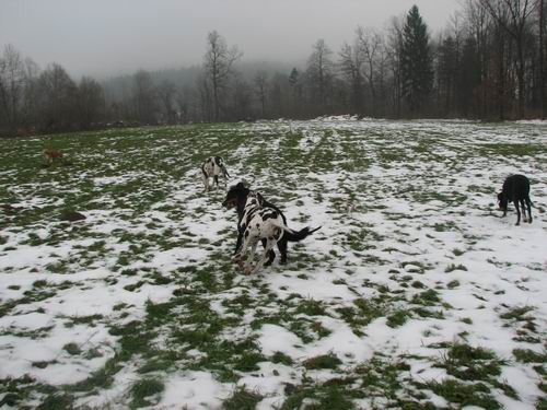 Goga,Goya in Indi na obisku pri Rini in Rondo - foto povečava