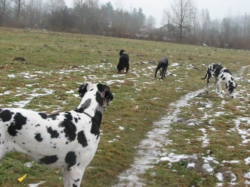 Goga,Goya in Indi na obisku pri Rini in Rondo - foto