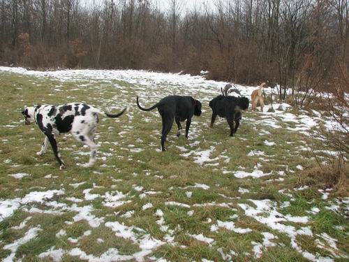 Goga,Goya in Indi na obisku pri Rini in Rondo - foto povečava