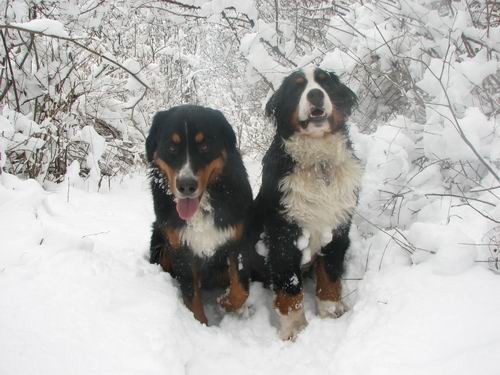 Atos na obisku pri Rini,28.12.2005 - foto povečava