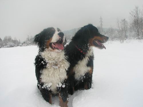 Atos na obisku pri Rini,28.12.2005 - foto povečava