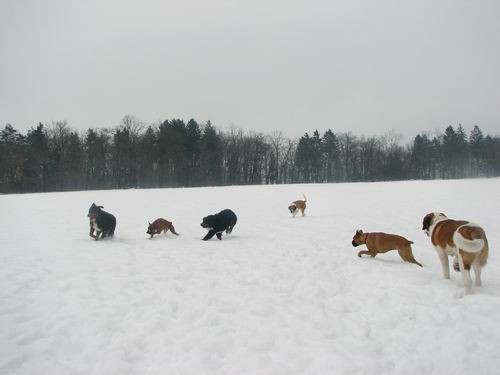 Zajčja dobrava,7.1.2006 - foto