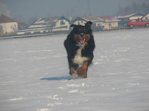 Atos na obisku pri Rini,20.1.2006(mengeško po - foto povečava