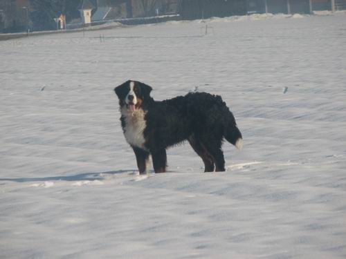 Atos na obisku pri Rini,20.1.2006(mengeško po - foto povečava