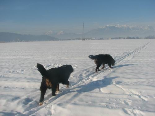 Atos na obisku pri Rini,20.1.2006(mengeško po - foto povečava