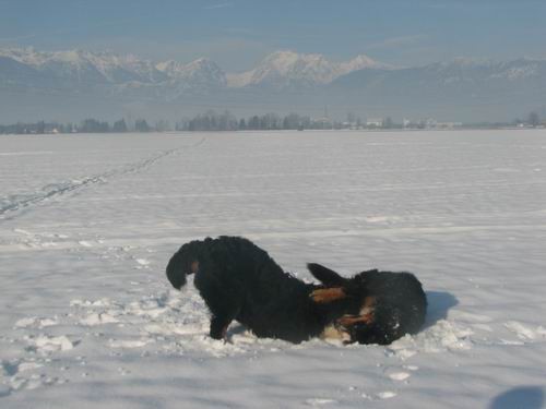 Atos na obisku pri Rini,20.1.2006(mengeško po - foto