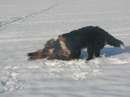 Atos na obisku pri Rini,20.1.2006(mengeško po - foto