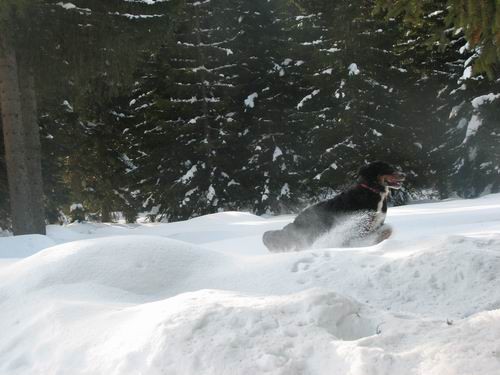 Pokljuka,22.1.2006 - foto povečava