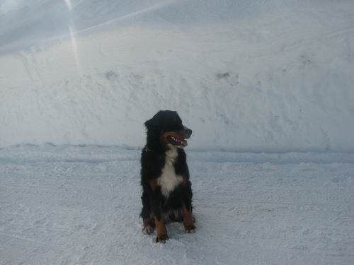 Pokljuka,22.1.2006 - foto