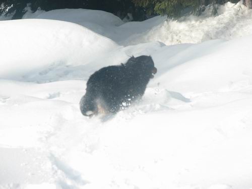 Pokljuka,22.1.2006 - foto povečava