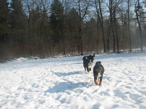 Zajčja dobrava,21.1.2006 - foto povečava