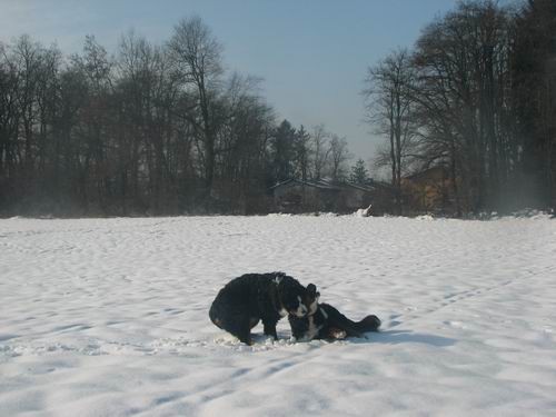Zajčja dobrava,21.1.2006 - foto