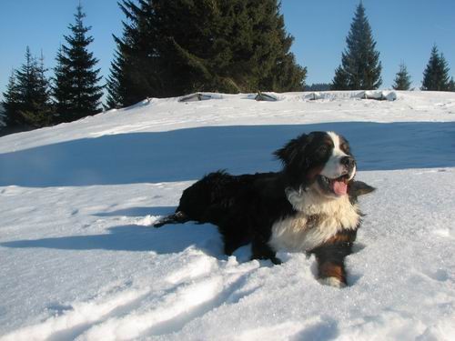 Rina in Atos na Pokljuki,4.2.2006 - foto povečava