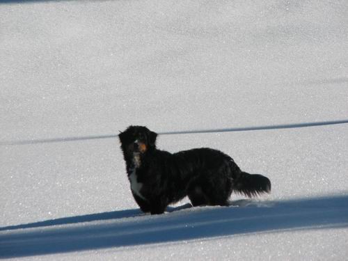 Rina in Atos na Pokljuki,4.2.2006 - foto povečava