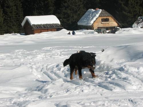 Rina in Atos na Pokljuki,4.2.2006 - foto povečava