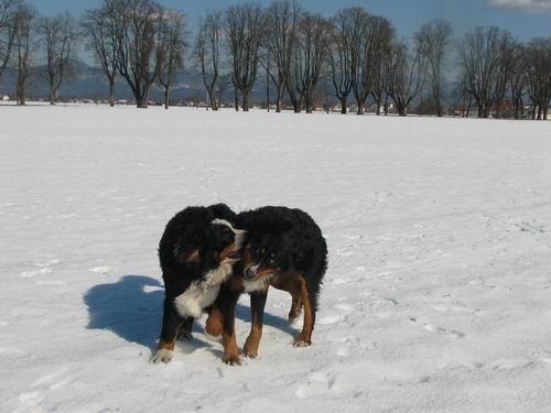 Atos na obisku pri Rini,11.2.2006(mengeško po - foto povečava