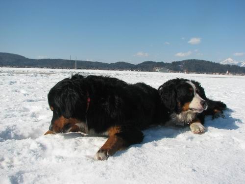 Atos na obisku pri Rini,11.2.2006(mengeško po - foto povečava