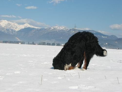 Atos na obisku pri Rini,11.2.2006(mengeško po - foto povečava