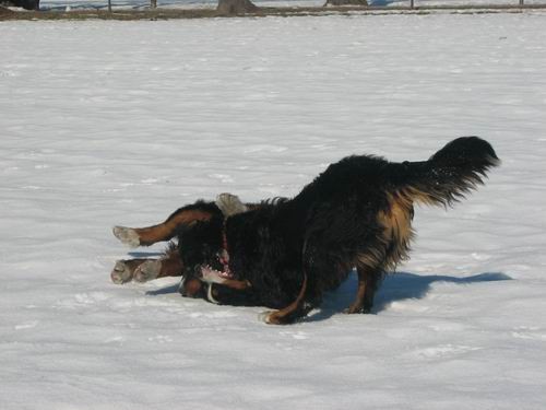 Atos na obisku pri Rini,11.2.2006(mengeško po - foto povečava