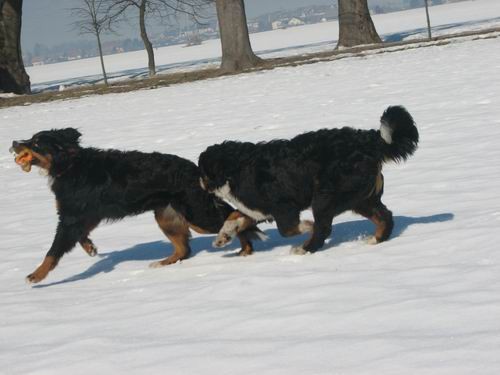 Atos na obisku pri Rini,11.2.2006(mengeško po - foto povečava