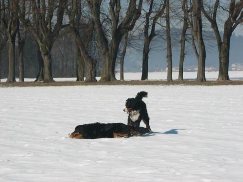 Atos na obisku pri Rini,11.2.2006(mengeško po - foto povečava